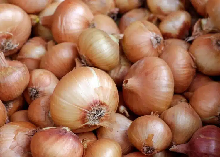 лук