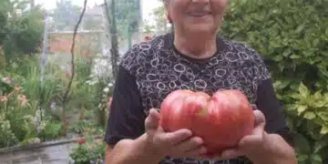 Леля Румяна има много проста рецепта, с която успява да бере по кофа от корен домати! 5