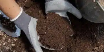 Подхранете почвата с тази смес всичко и ще имате ранна и богата реколта! 1