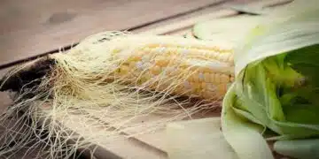 Царевичната коса може да ти помогне да отслабнеш, за хепатит и цистит 8