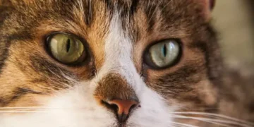 Ако котката ти прави това, тя изпитва болка и трябва да реагираш! 1