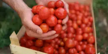 Засей от тази билка до доматите, добивът ще порасте с 30% 9