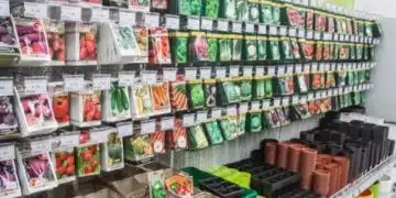 Как да подготвиш доматените семки, за да не се разболяват и да дават много плод 5