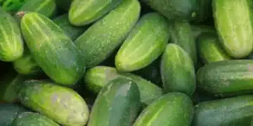 Заради това краставиците ти растат криви и грозни 1