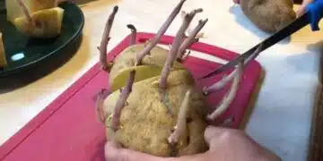 Китайският метод за засаждане на картофи работи, реколтата е огромна 2