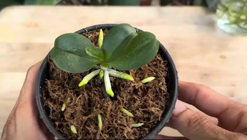 Елементарен начин да възстановиш орхидеята с един естествен продукт 6