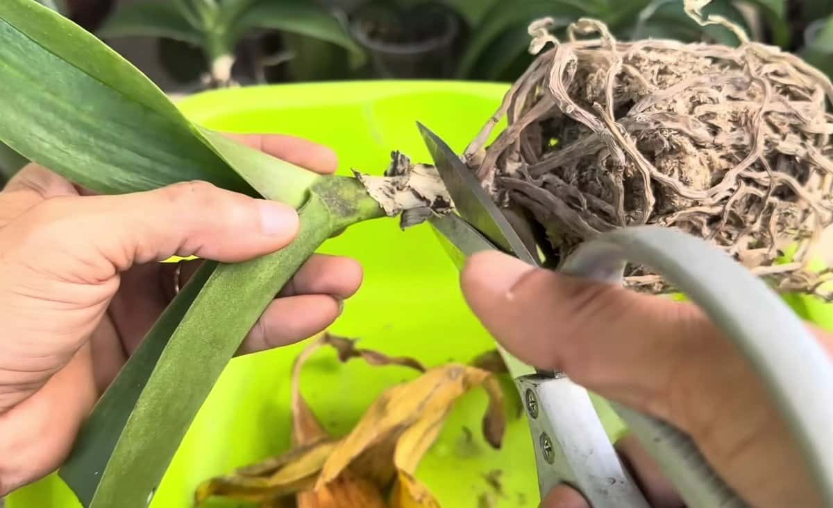 Нов начин за възстановяване на орхидея с кокосови черупки 6