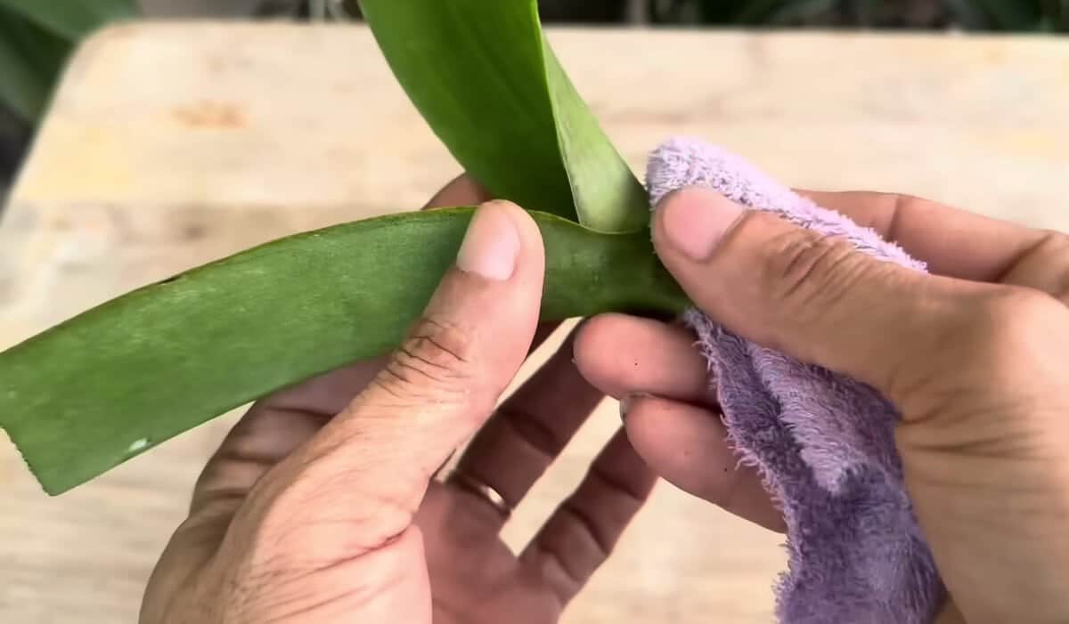 Нов начин за възстановяване на орхидея с кокосови черупки 7