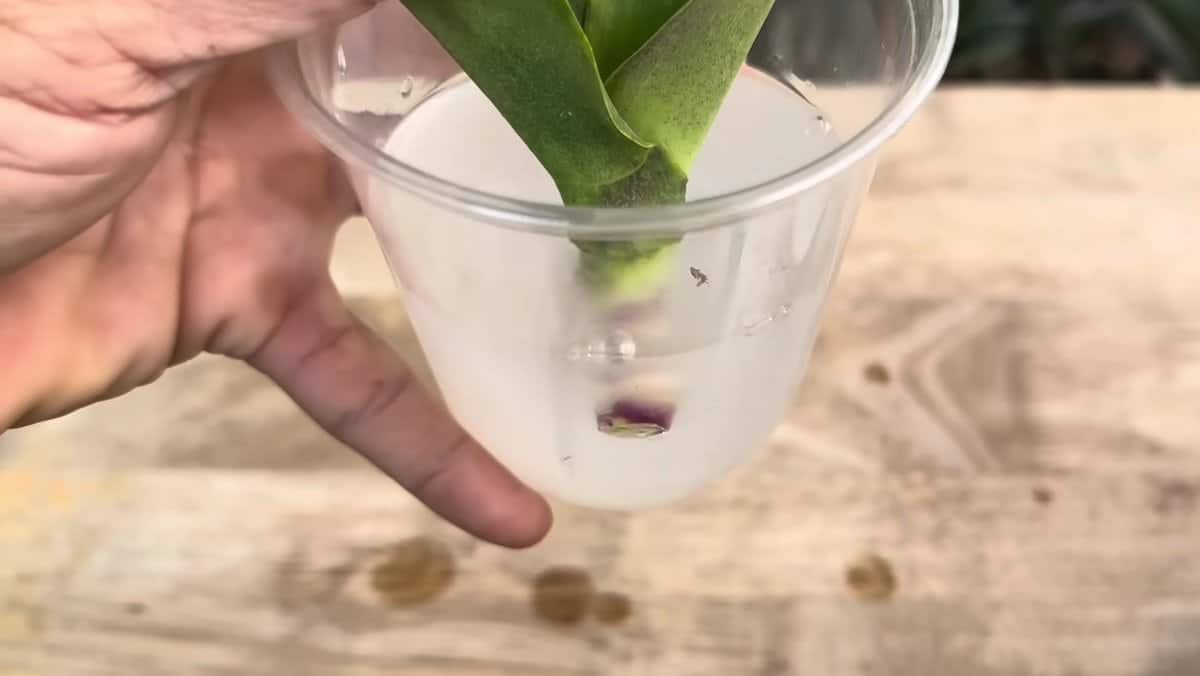 Нов начин за възстановяване на орхидея с кокосови черупки 8