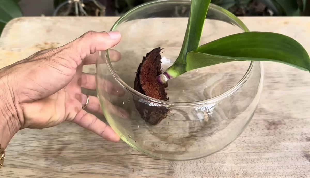 Нов начин за възстановяване на орхидея с кокосови черупки 10