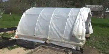 оранжерия