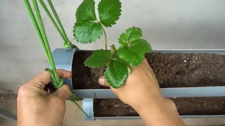 Иновативен метод за отглеждане на ягоди! Необходима е 1 PVC тръба 3