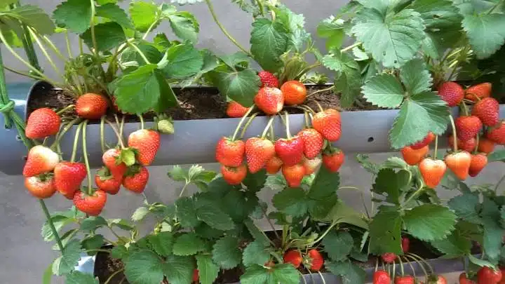 Иновативен метод за отглеждане на ягоди! Необходима е 1 PVC тръба 5