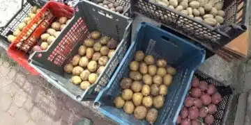 картофи