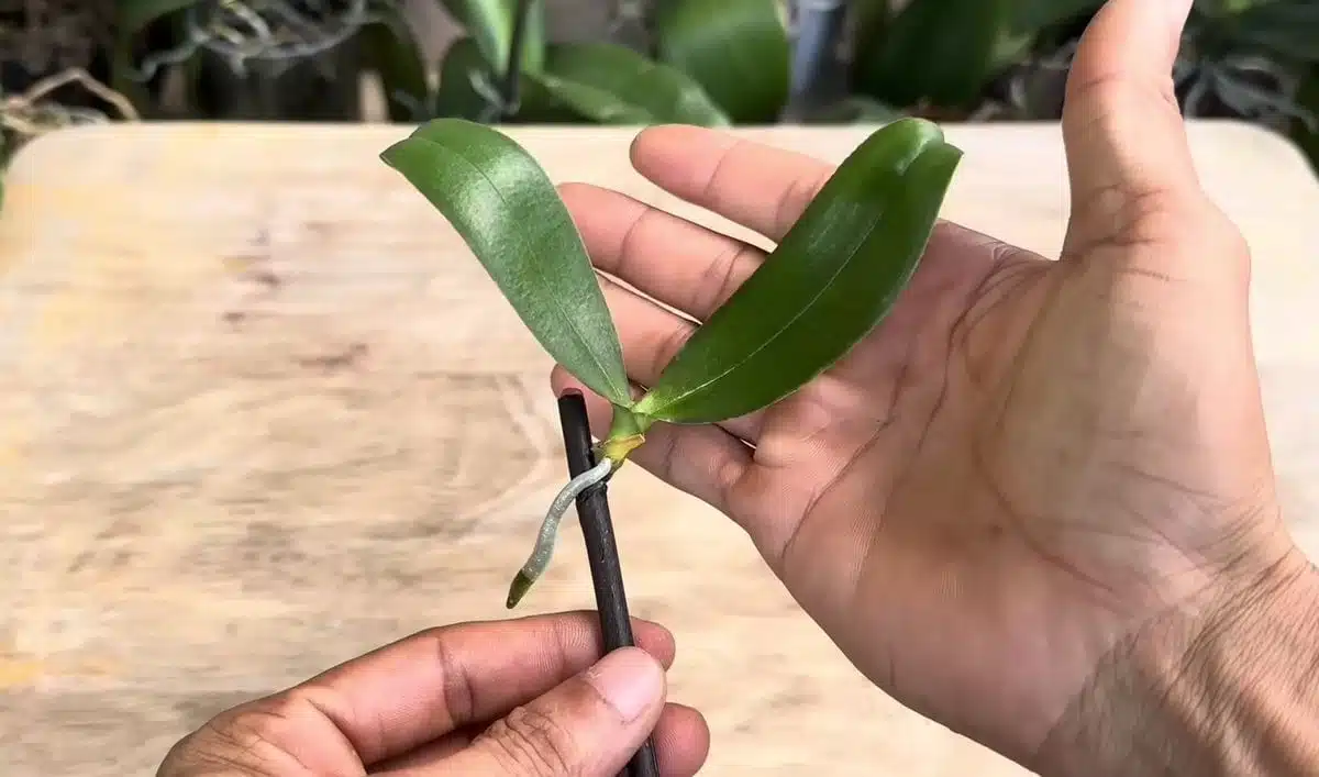Възхитена съм от този метод за размножаване на орхидеи. Трябват ви дръжка, свещ и чесън 8