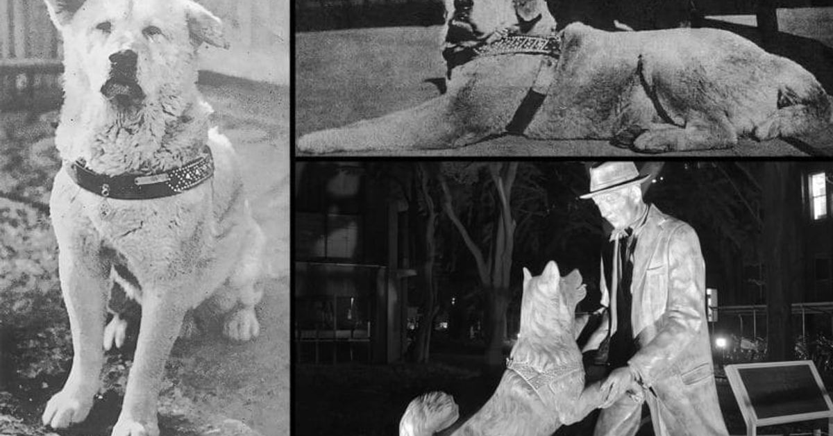 Истинската история на Хачико, който чака десет години покойния си собственик Хачико