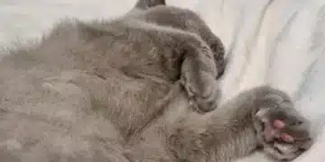 4 причини за хъркане при котките - трябва ли да се притесняваме 8