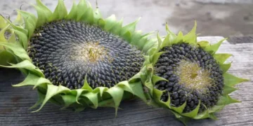 7 ползи за дамите от яденето на семки 5