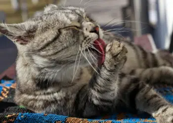 Защо котките ближат стопаните си и какво значи това за хората 15