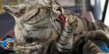 Защо котките ближат стопаните си и какво значи това за хората 2