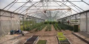 оранжерия