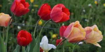 лалета