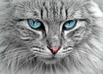котка