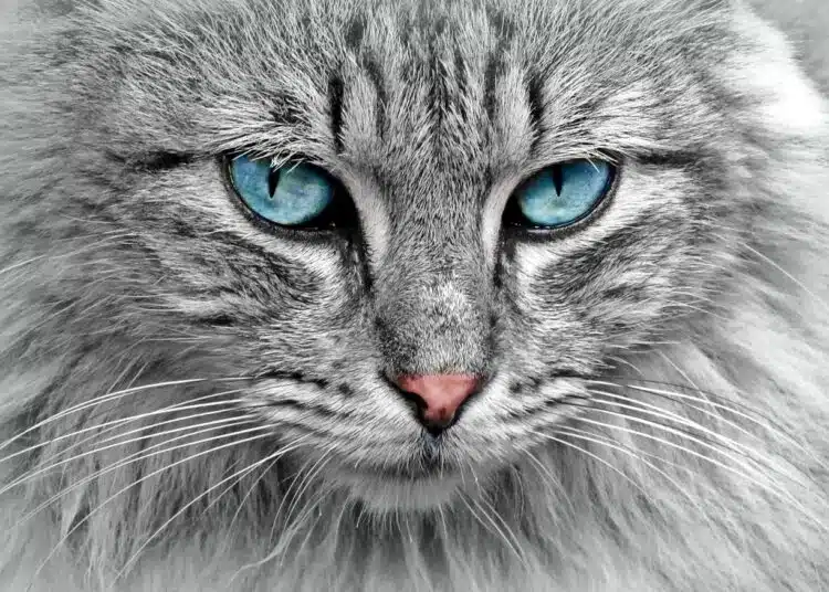 котка