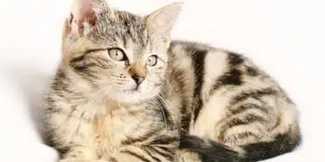 котка