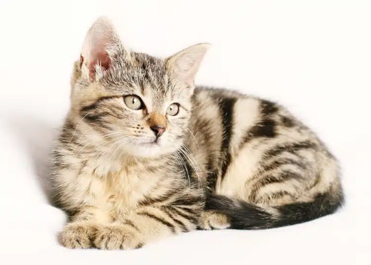 котка