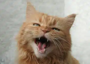 котка