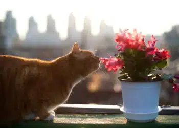 котка и цвете