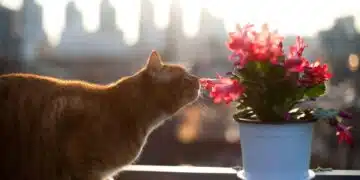 котка и цвете
