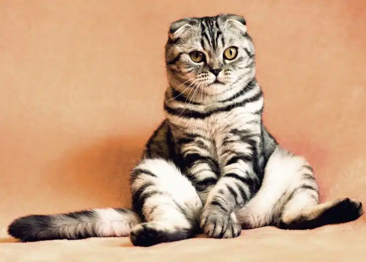 котка