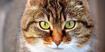 котка