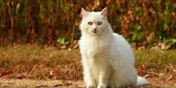 котка