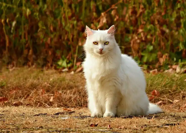 котка