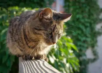 котка