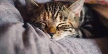 котка