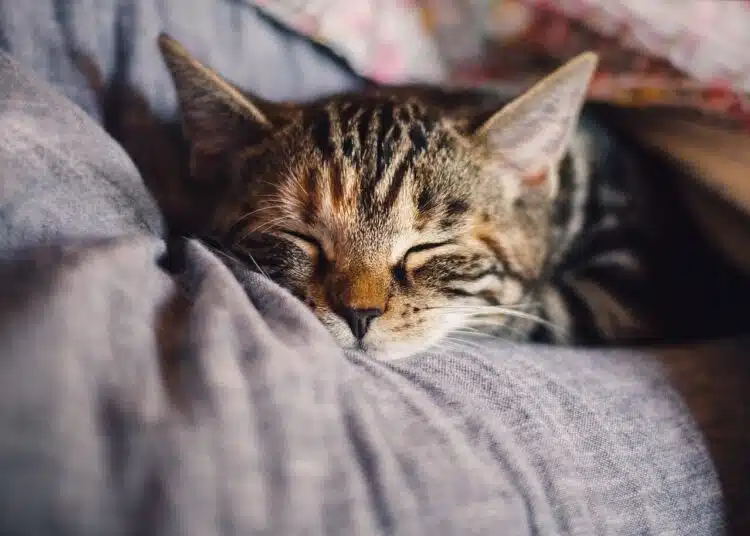 котка