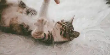 килим