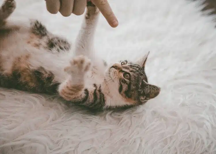 килим