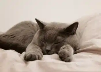 котка