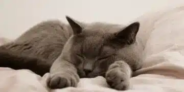 котка