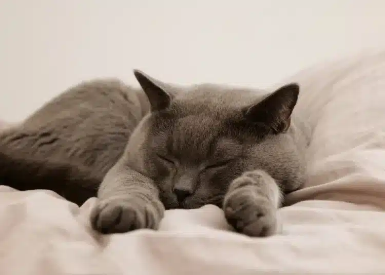 котка