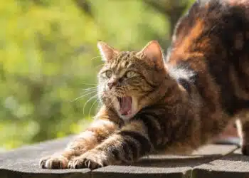 котка