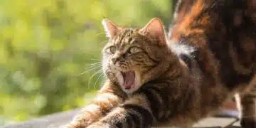 котка