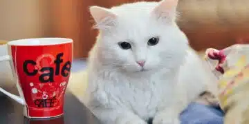 котка