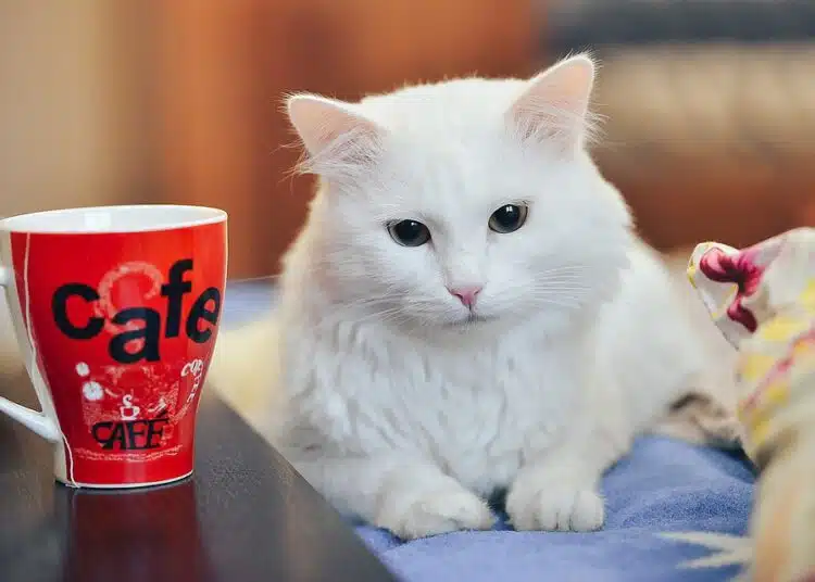 Защо котките крият лапите си под тялото си? Ето какво значи това 1 котка