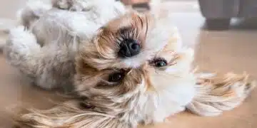куче
